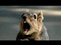 Scream